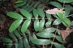 Lasianthus jackianus